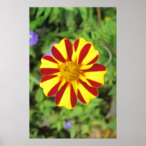 Striped Marigold Poster Prints posters