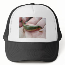 Striped newt, Georgia hats