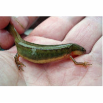 Striped newt, Georgia photo sculptures