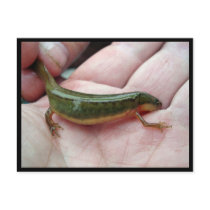Striped newt, Georgia postcards