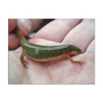 Striped newt, Georgia postcards