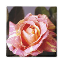Striped Rose magnets