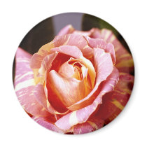 Striped Rose magnets