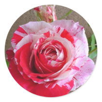 Striped Rose Sticker