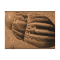 Striped Shell Postcard by MidnightAkita Striped Shell Postcard