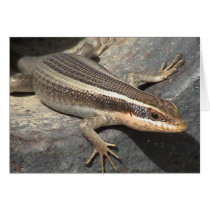 Striped Skink in a Canon cards by just_a_webshop Striped Skink in a Canon cards