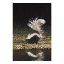 Striped Skunk, Mephitis mephitis, adult at Photographic Print