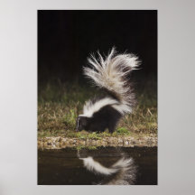 Striped Skunk, Mephitis mephitis, adult at Posters