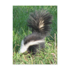 Striped Skunk Postcard postcard
