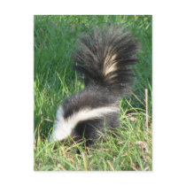 Striped Skunk Postcard