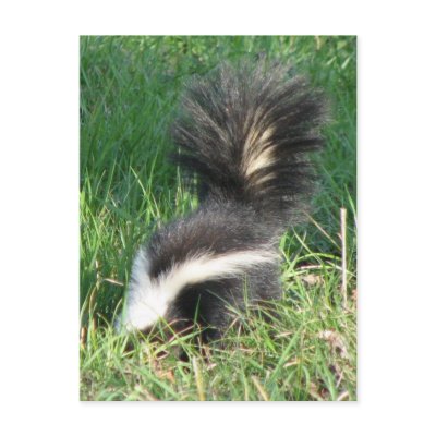 Striped Skunk Postcard by naturegirl7