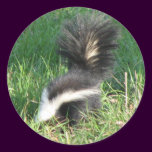 Striped Skunk Sticker stickers