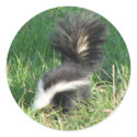 Striped Skunk Sticker