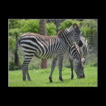 Stripes go with Everything! postcards