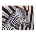 Stripes Zebra Baby and Mom postcard