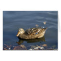 Stripey Duck card by serenity_ii Stripey Duck card