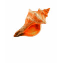 Stripped Fox t-shirts