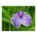 Stripped Iris posters by cliffordphotos Stripped Iris posters