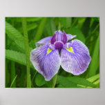 Stripped Iris posters