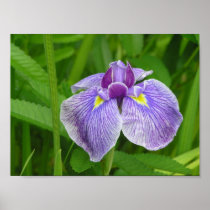 Stripped Iris Posters