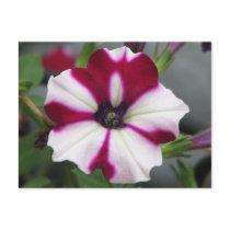 Stripped Purple Petunia postcards by princessklb07 Stripped Purple Petunia postcards