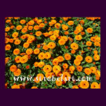 STROBELART MARIGOLDS