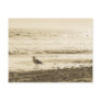Strolling Seagull Postcard