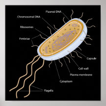 Structure of a bacterial cell Poster