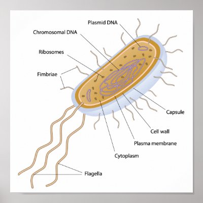 Structure of a bacterial cell Structure of a bacterial cell
