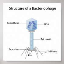 Structure of a bacteriophage Poster