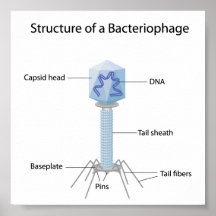 Structure of a bacteriophage Poster