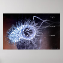 Structure of a helicobacter pylori cell