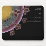 Structure of a HIV cell Mouse Pads