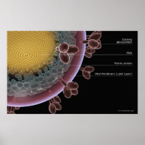 Structure of a HIV cell