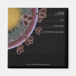 Structure of a HIV cell Refrigerator Magnets