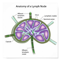 Structure of a lymph node Poster