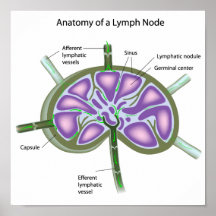 Structure of a lymph node Poster