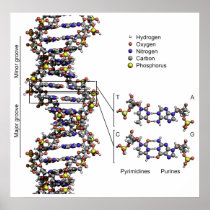 Structure of DNA Deoxyribonucleic Acid Diagram Posters