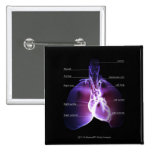 Structure of the heart and lungs buttons