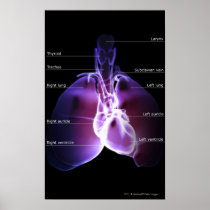 Structure of the heart and lungs