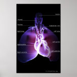 Structure of the heart and lungs print