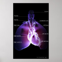 Structure of the heart and lungs print