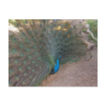 Strutting Peacock Postcard