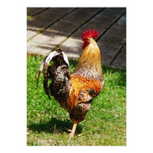 Strutting Rooster Invites