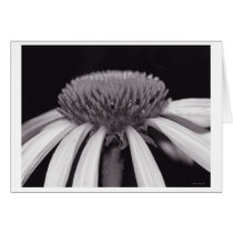 stubble & flow cards