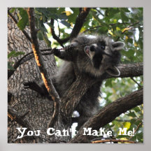 Stubborn Raccoon up in a Tree - Poster