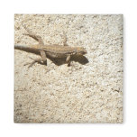 Stucco lizard magnet