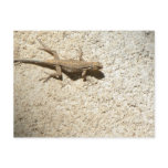 Stucco lizard postcard