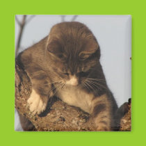 Stuck Kitty Magnet