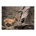 Student Rock Climber - Card